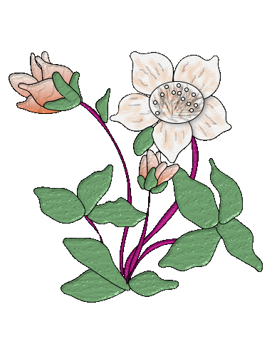 christroe
